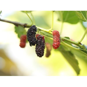 Moruša veľkoplodá (Morus alba x Morus rubra) ´ILLINOIS EVERBEARING´ - výška 100-130 cm, kont.C1,5L - čierne plody